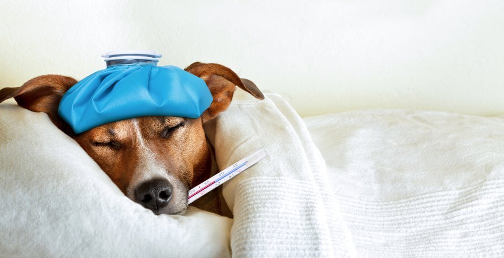 Un perro enfermo durmiendo en la cama. | Foto: Shutterstock