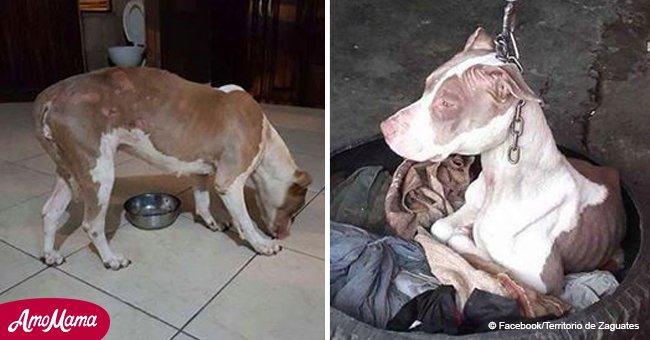 Dog rescued after being on a chain so short it couldn't even rest its head