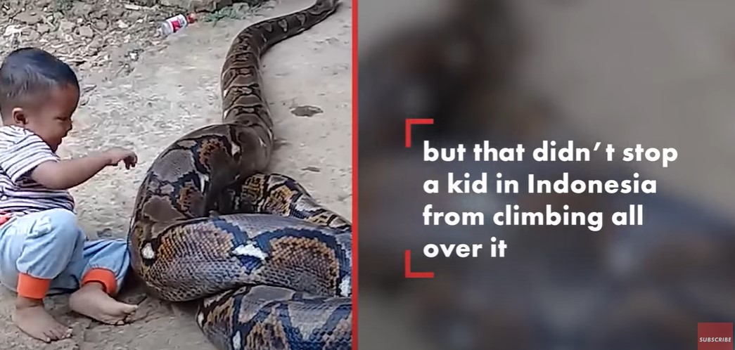 A toddler boy playing with a python in East Java, Indonesia, in a post uploaded on September 10, 2028 | Source: YouTube/New York Post