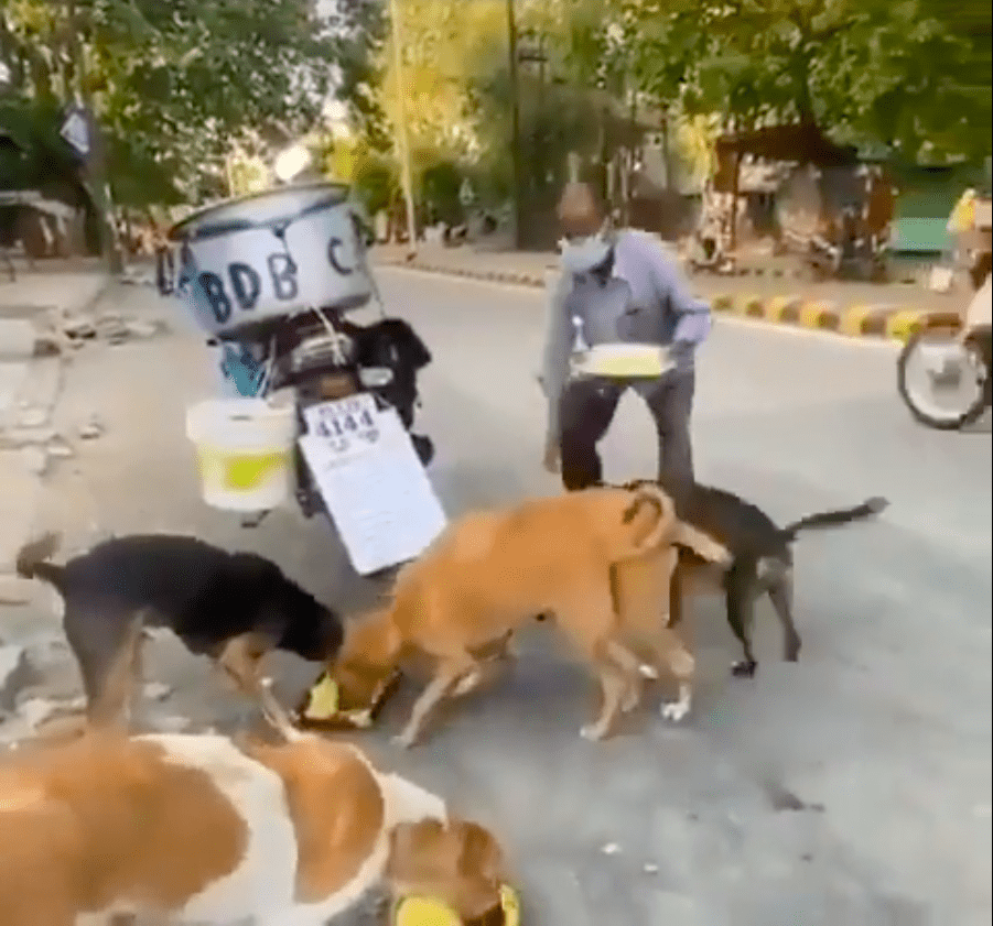 Screenshot of video showing a man feeding stray dogs. | Source: Reddit/ @HumansBeingBros