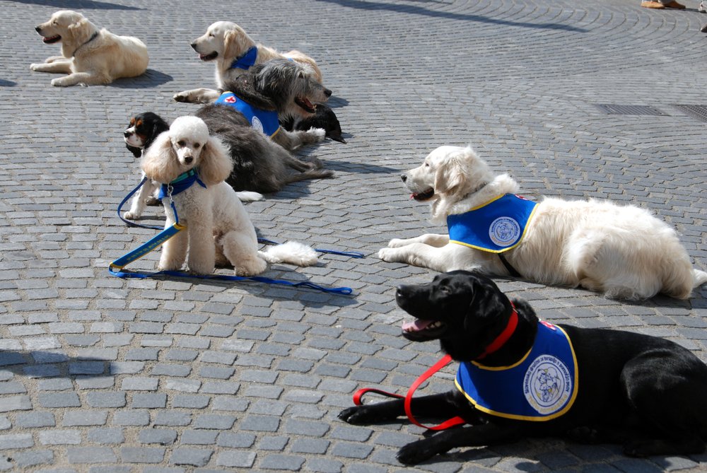 Perros de terapia. | Foto: Shutterstock
