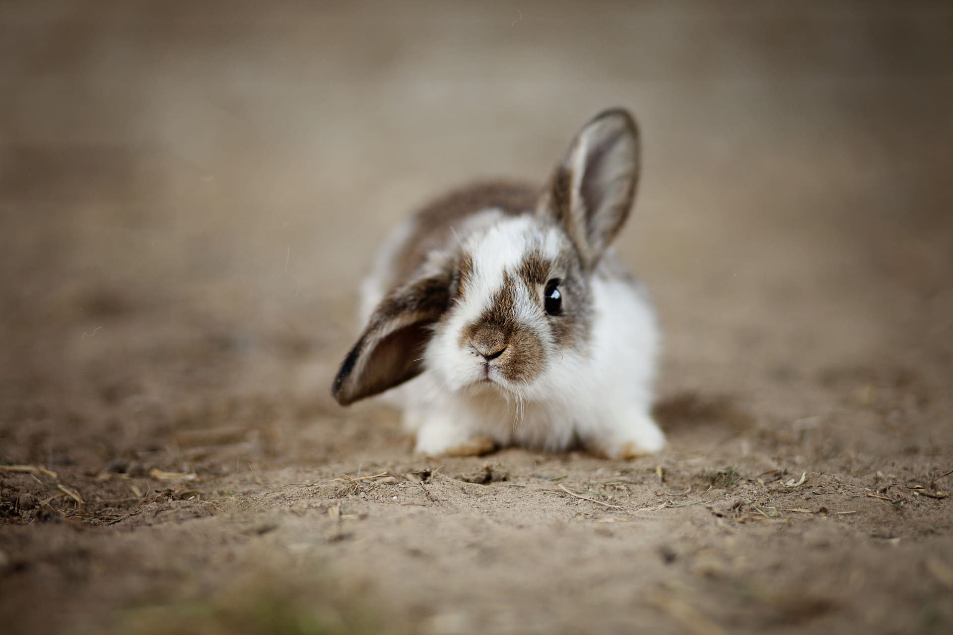 A small bunny stares at the camera  | Source: Pixabay