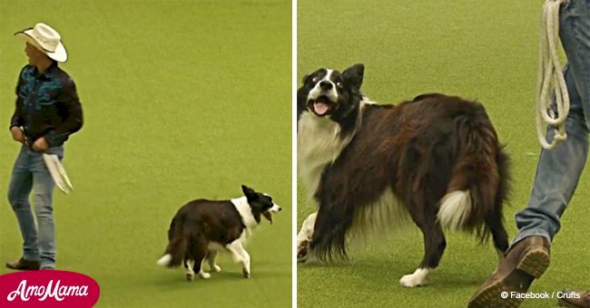 Dog and man amaze crowd while working in sync during their perfect routine