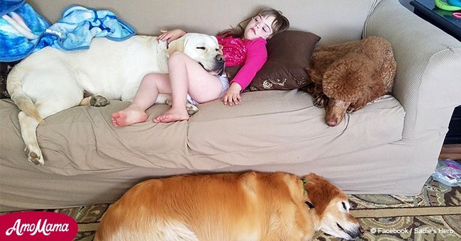 Hero dog protects diabetic girl by alerting parents when her blood sugar level changes