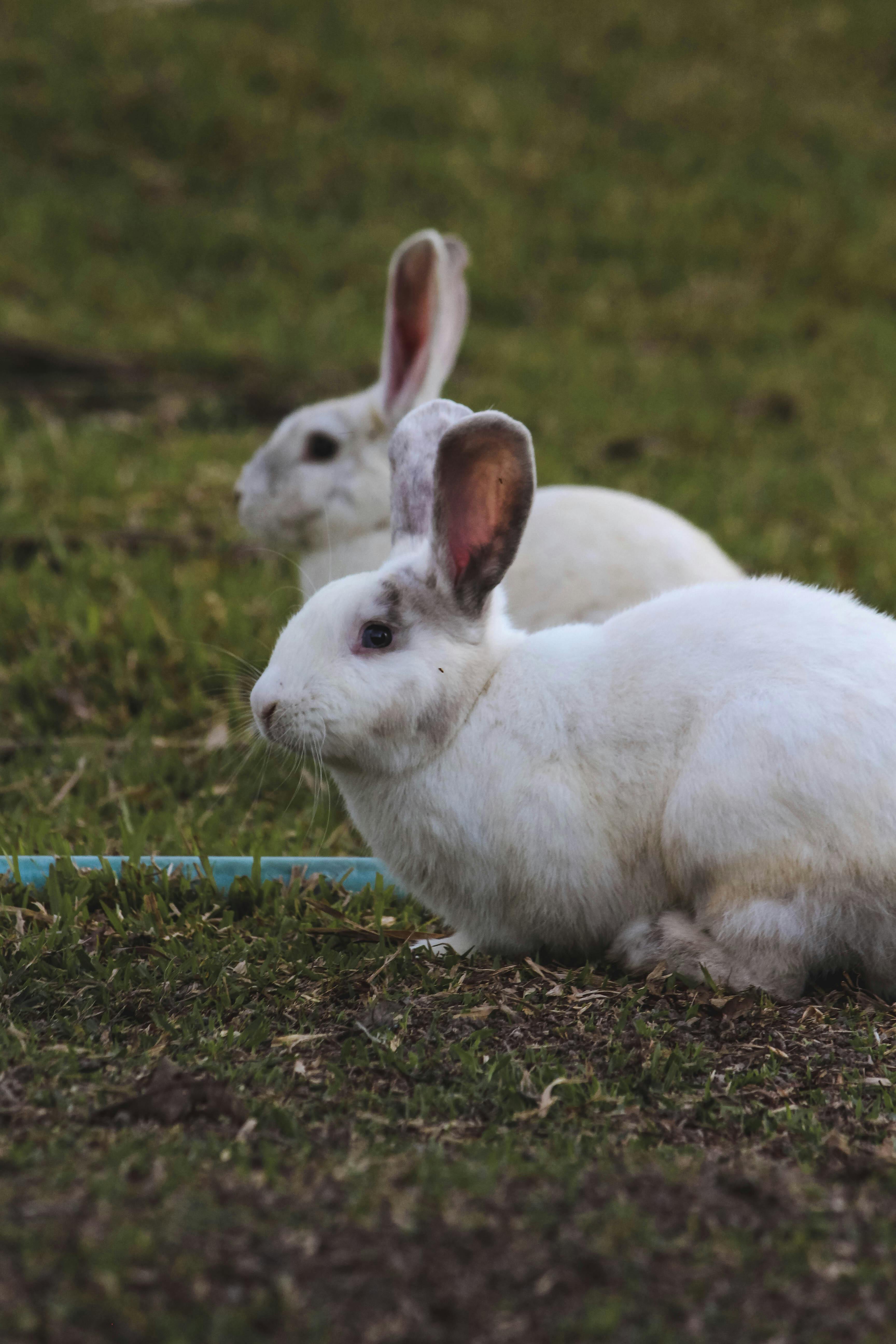 White rabbits on green grass | Source: Pexels