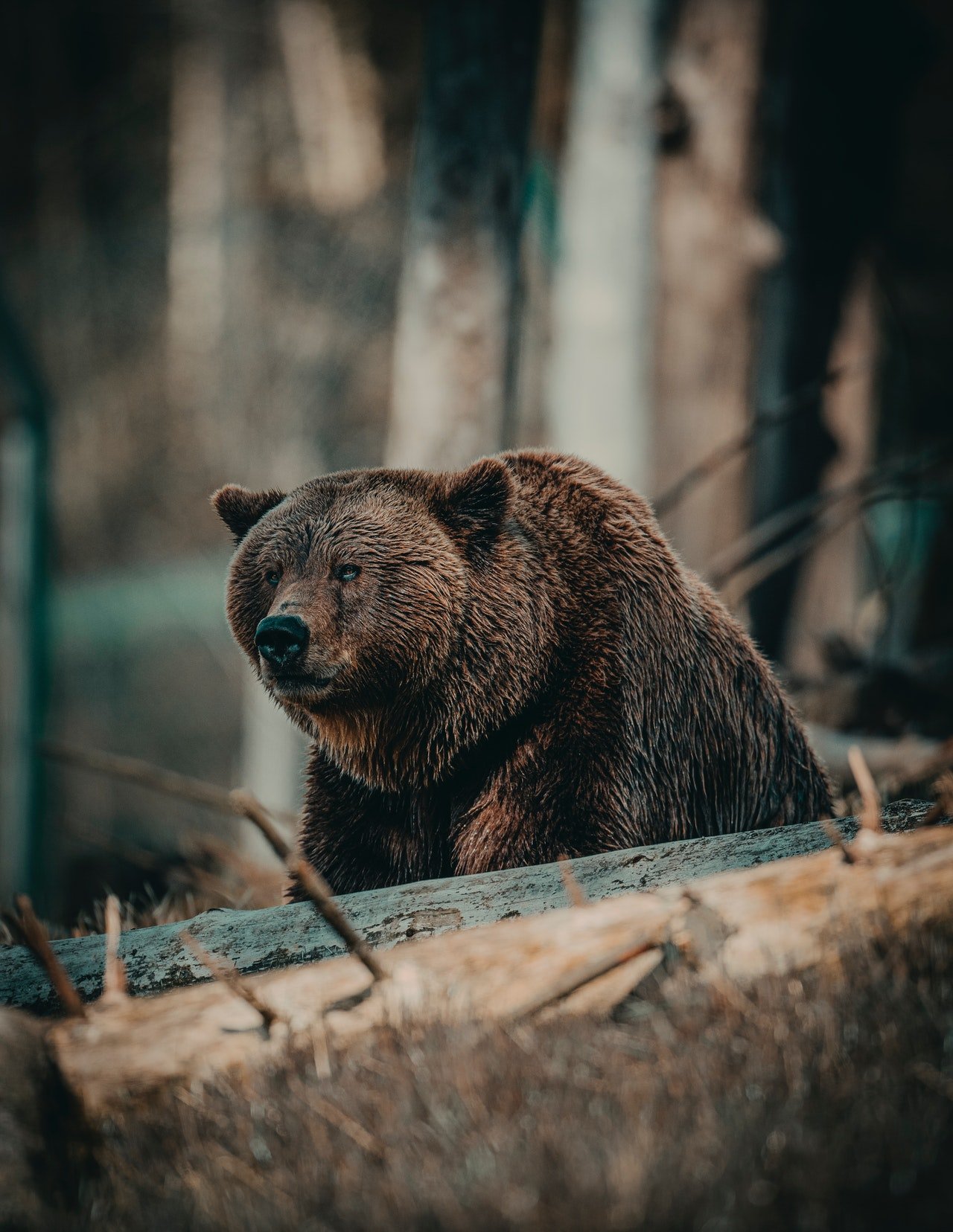 Bear in the woods| Photo: by Janko Ferlic from Pexels