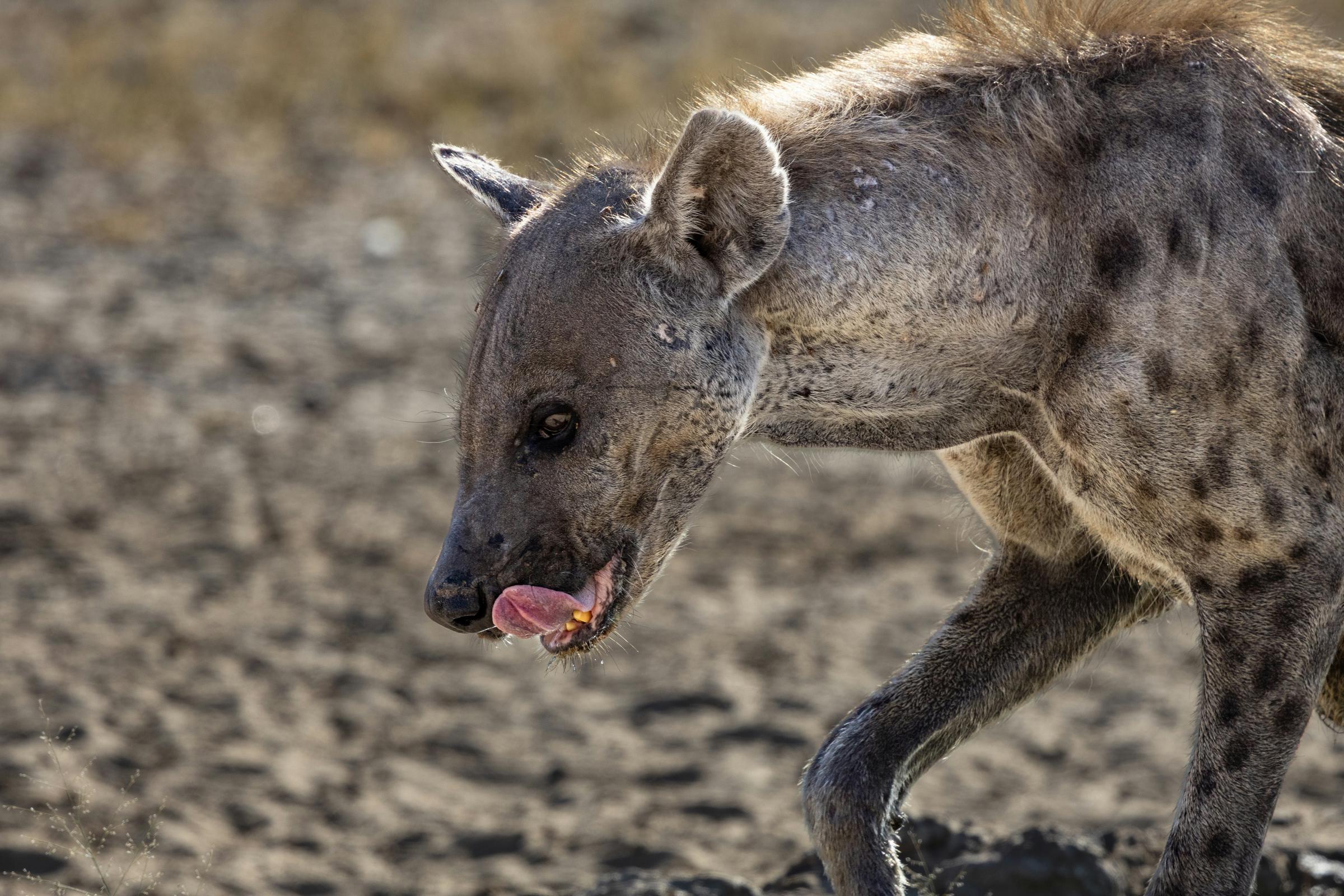 A hungry hyena | Source: Unsplash