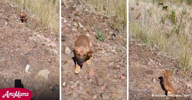 Desperate puppy begs man for help, but then he notices a lot more dogs in the grass