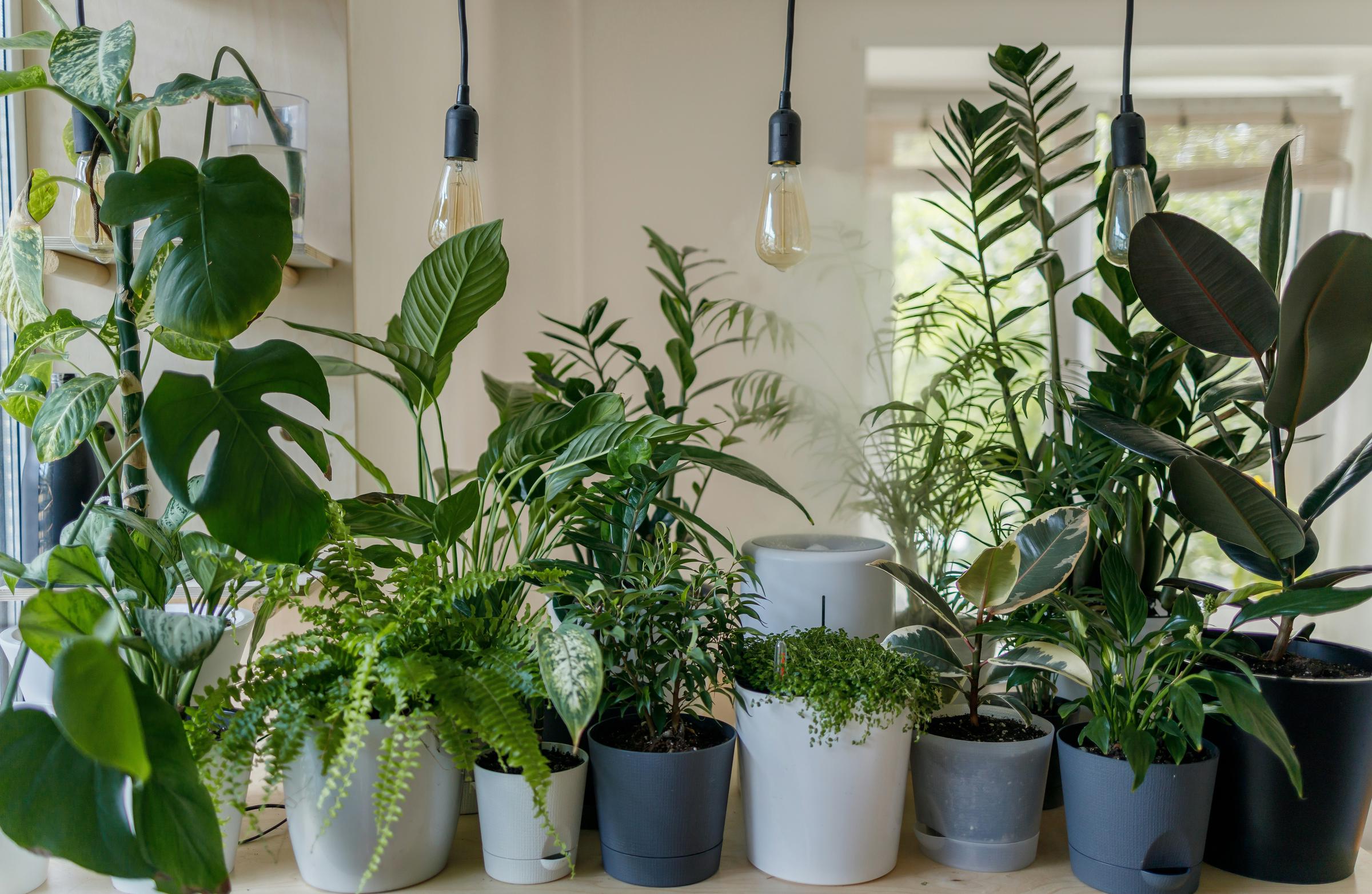 An assortment of potted plants | Source: Unsplash