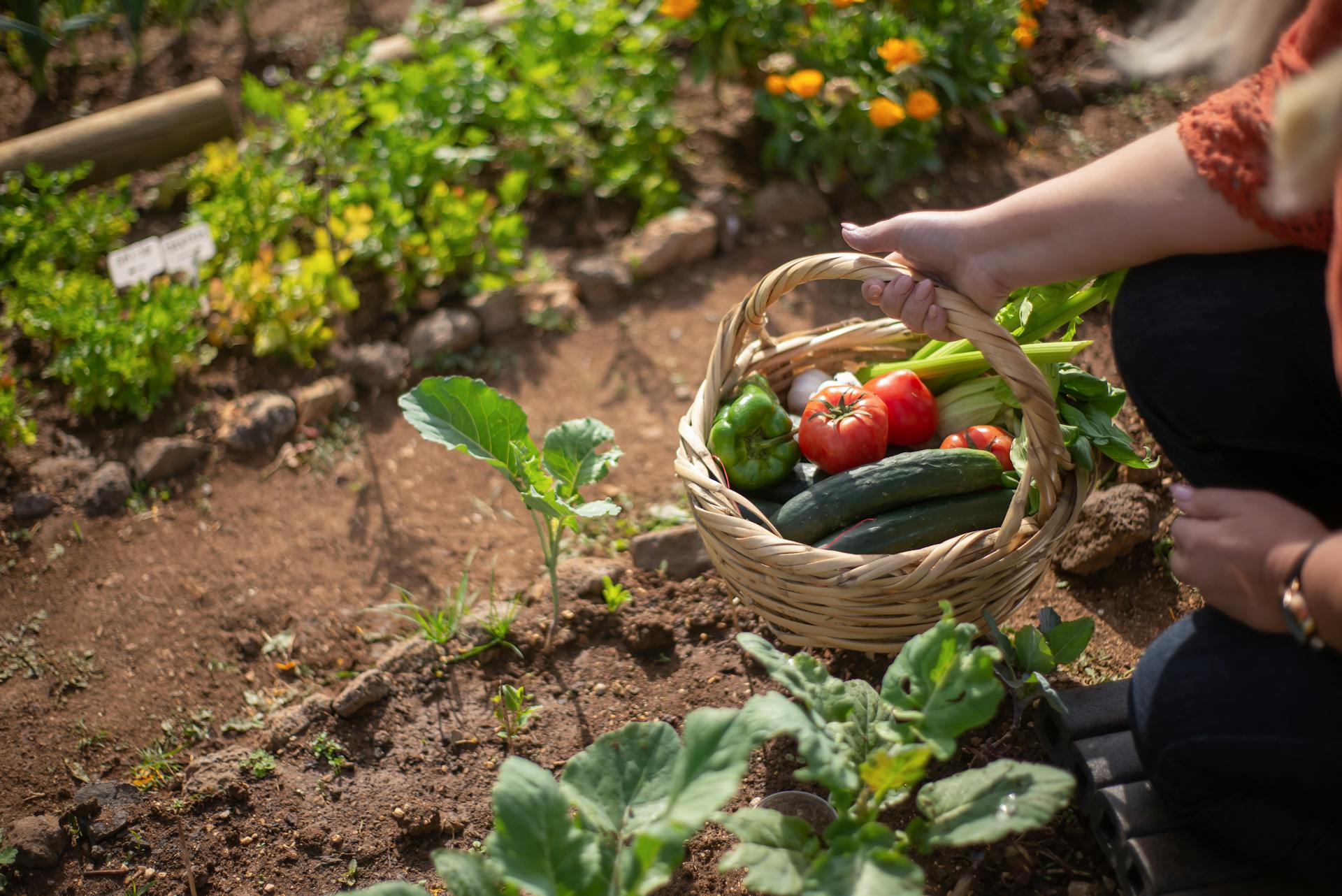 Close-up of a person holding a basket of fresh garden produce | Source: Pexels