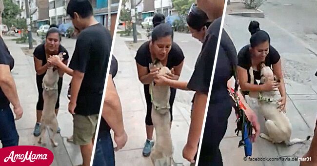 Un chien qui avait été perdu à Noël n'arrête pas de faire des câlins à ses maîtres après les avoir retrouvés