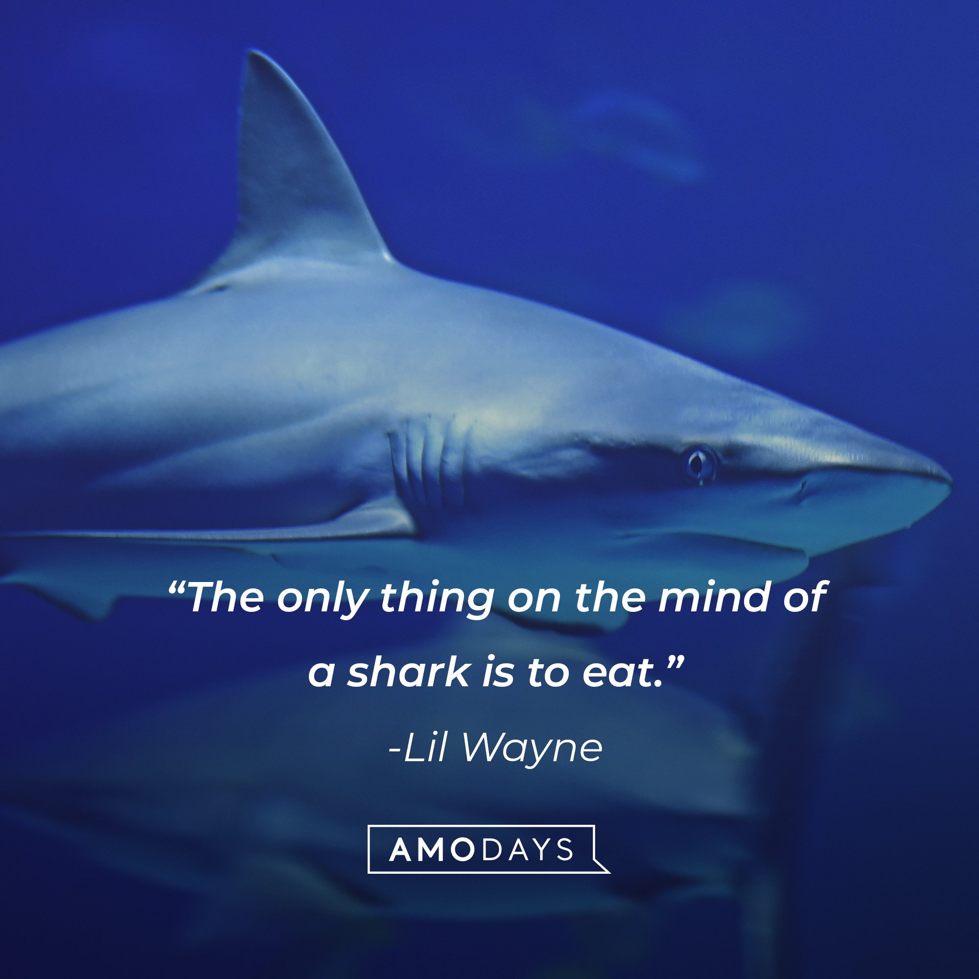 Lil Wayne's quote: “The only thing on the mind of a shark is to eat.” | Image: AmoDays