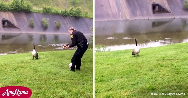Caring mother goose brought policeman to her baby chick in need of help