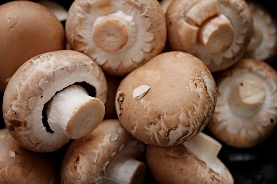 Des champignons. | Source : Pixabay Des champignons. | Source : Pixabay