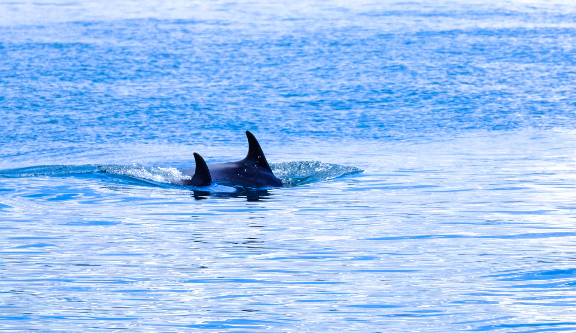 A whale swimming in the ocean | Photo: Pexels