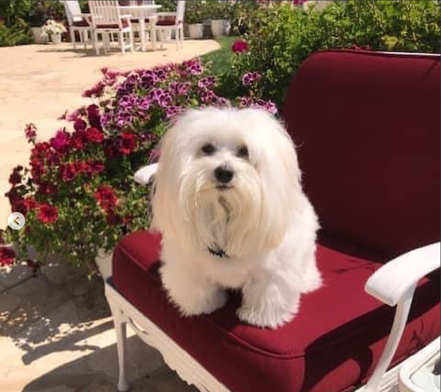 Picture of Barbara Sreisand's dog from a post dated May 3, 2023 | Source: instagram.com/barbrastreisand