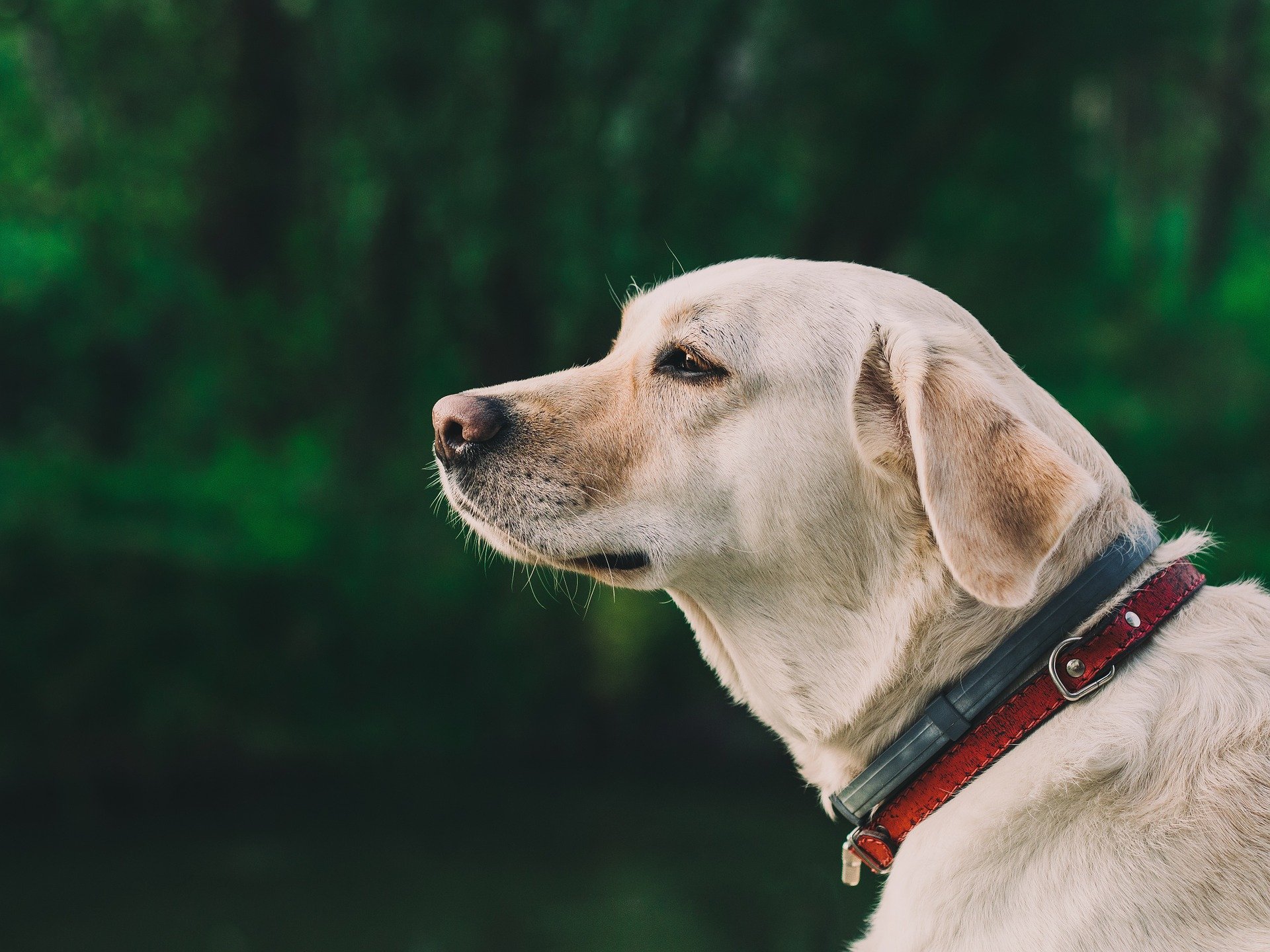Labrador retriever mirando en la distancia. | Imagen: Pixabay