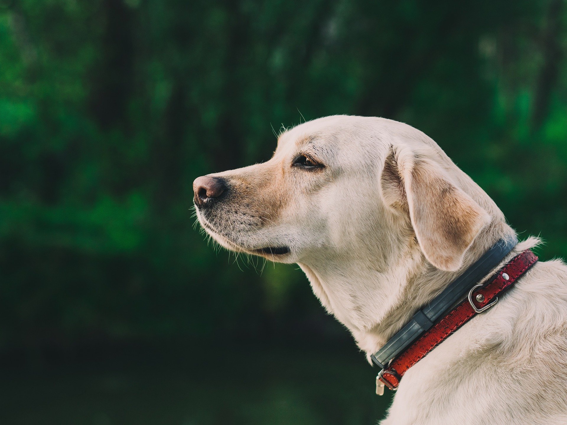 Labrador Retriever gazing into the distance. | Source: Pixabay