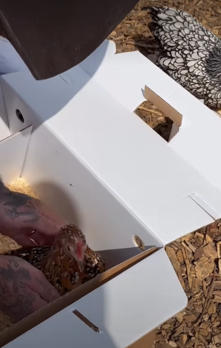 David Beckham's gifts chickens | Source: Instagram/victoriabeckham