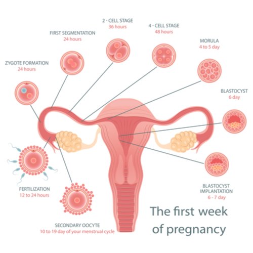 Stages of fetal development. | Source: Shutterstock.