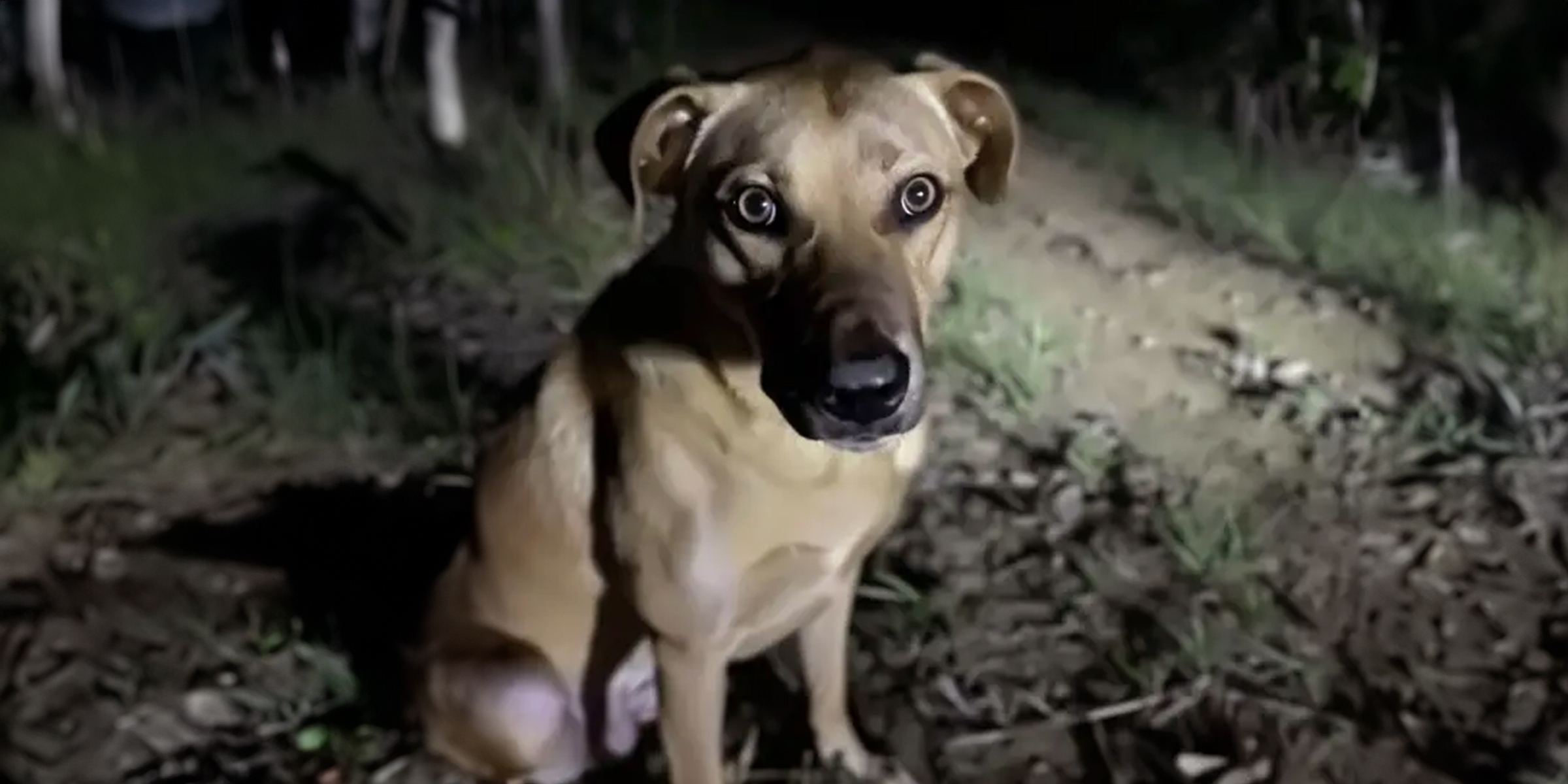 A nervous stray dog at a camp site | Source: Amomama