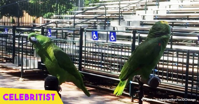 Parrots leave the internet cracking with laughter with their "La cucaracha" duet