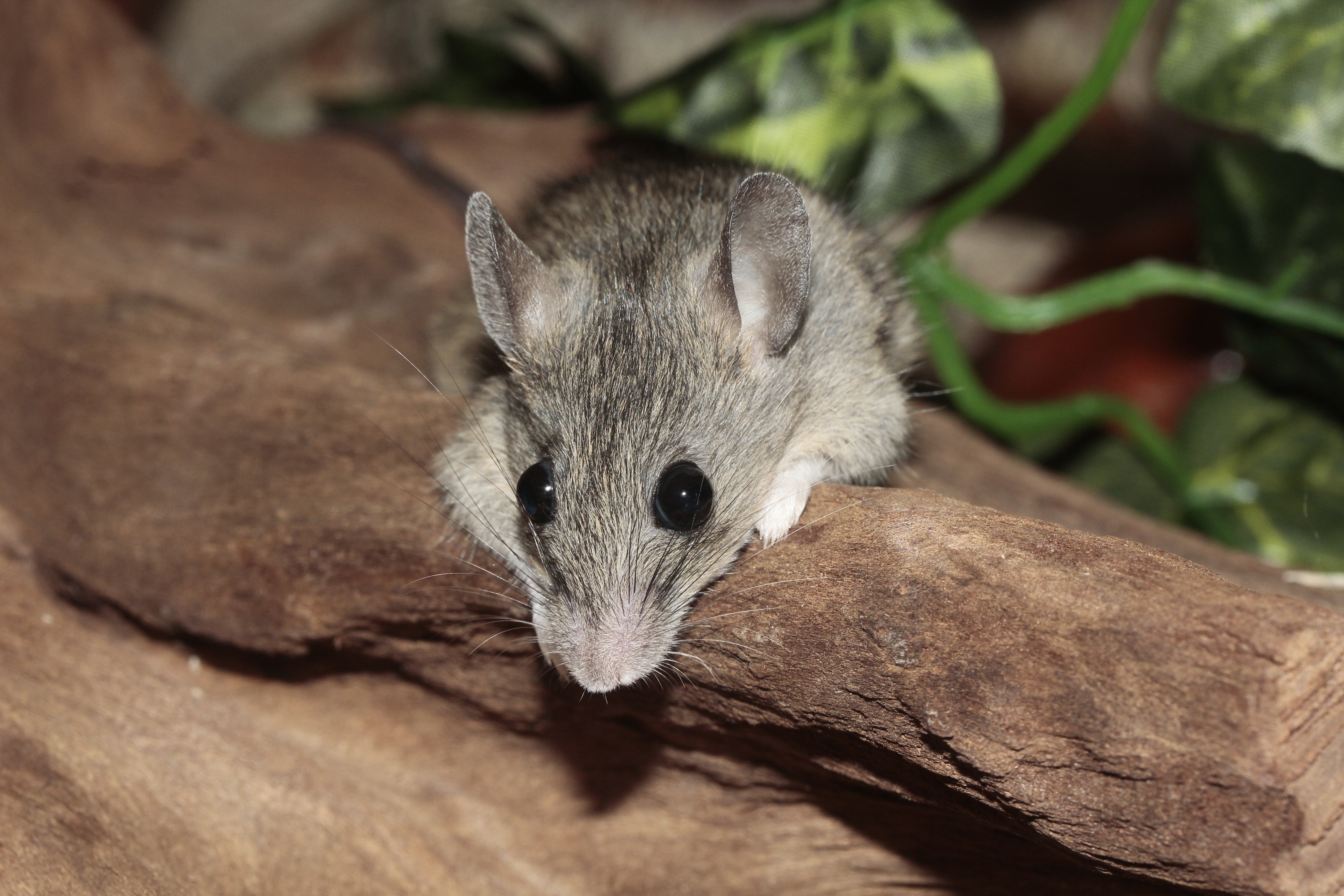 Gray mouse on a brown rock. | Source: Pexels