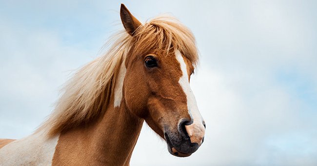 An image of a brown and white horse | Photo:  unsplash.com/siljemidt