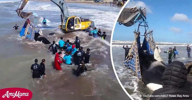 People band together to help stranded whale back into the ocean