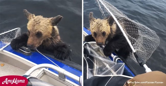 Moment dramatique: Oursons en noyade demandent l'aide des pêcheurs