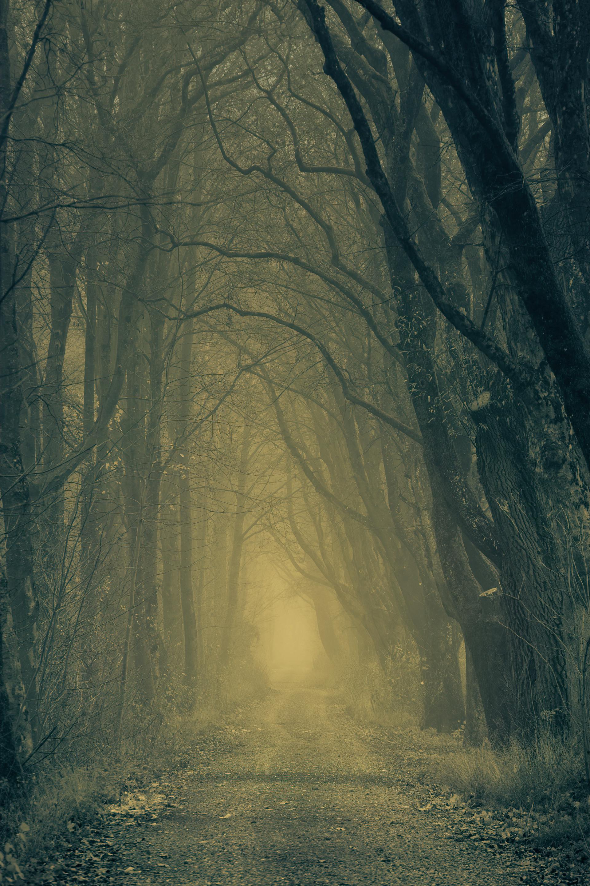 A scary forest | Source: Pexels