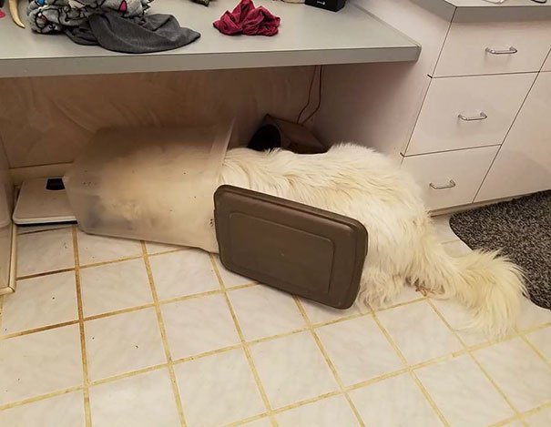 Chien / Source : Reddit/ Sunstoned1 Chien / Source : Reddit/ Sunstoned1