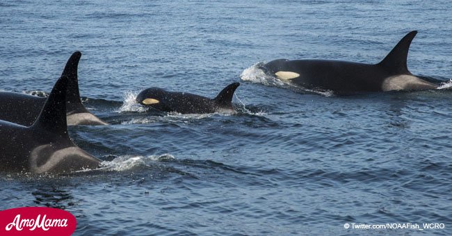 Ailing whale calf thought to be missing has been spotted again