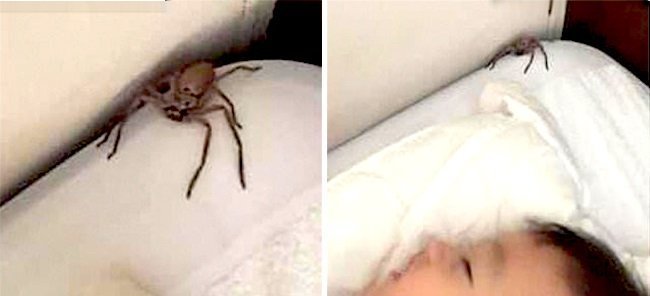Scotty Allen spotted the huntsman spiders nestled next to his son’s pillow. | Photo: Facebook/Scotty Allen