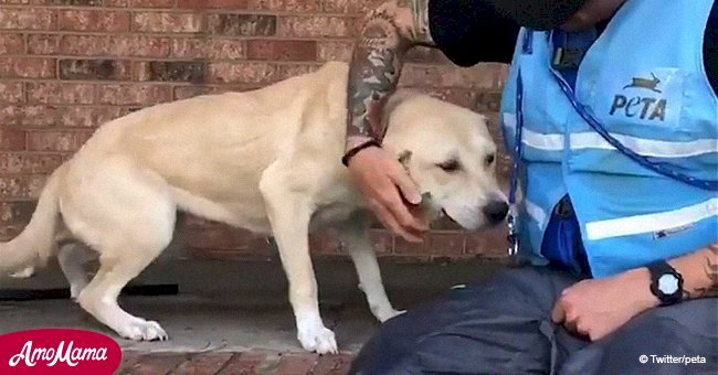 Stranded dog has tear-jerking reaction when he sees rescuers approach