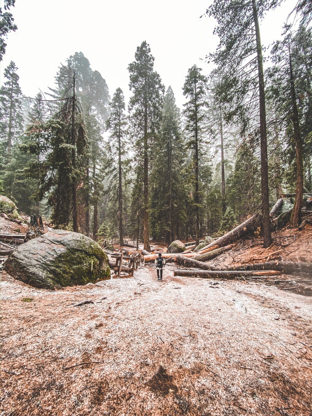 Man in a forest| Photo:  Alex Montes from Pexels