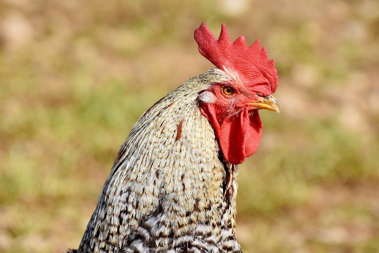 A rooster in the field | Source: Pixabay