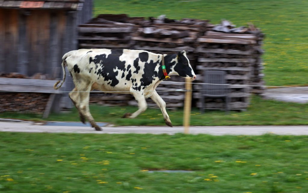A cow gallops from its stable towards the pasture on May 01, 2021 | Photo: Getty Images