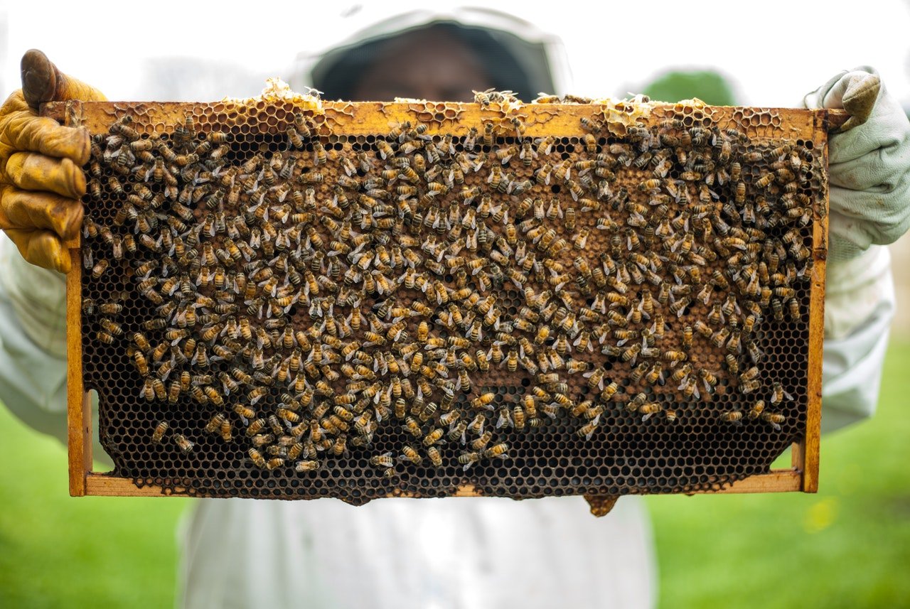 Photo of someone holding honeycomb with honeybees | Photo: Pexels