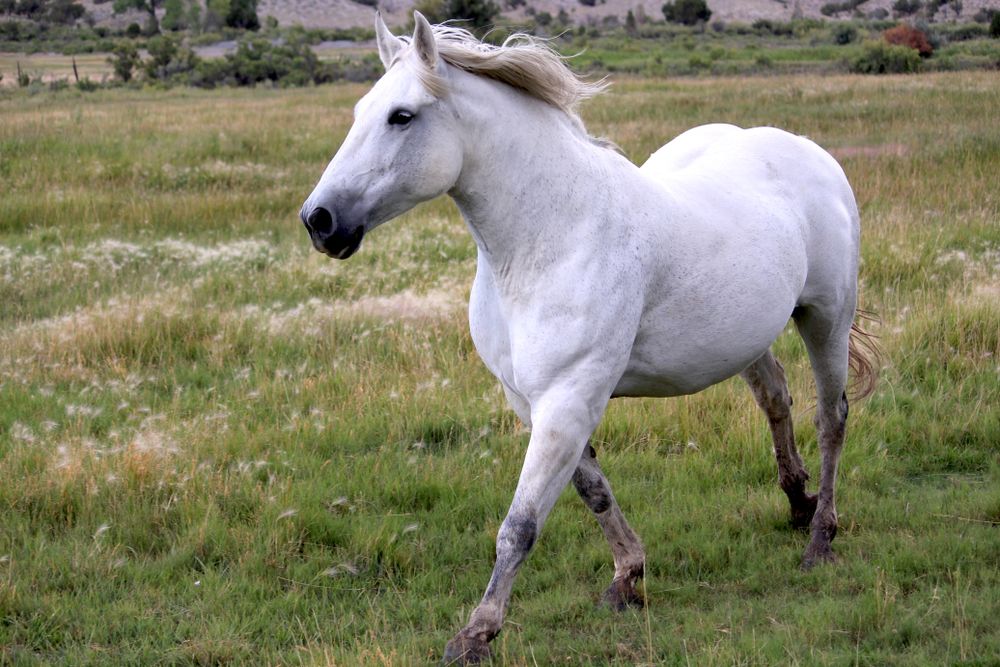 A white horse roaming around freely on a patch of land. | Source: Shutterstock