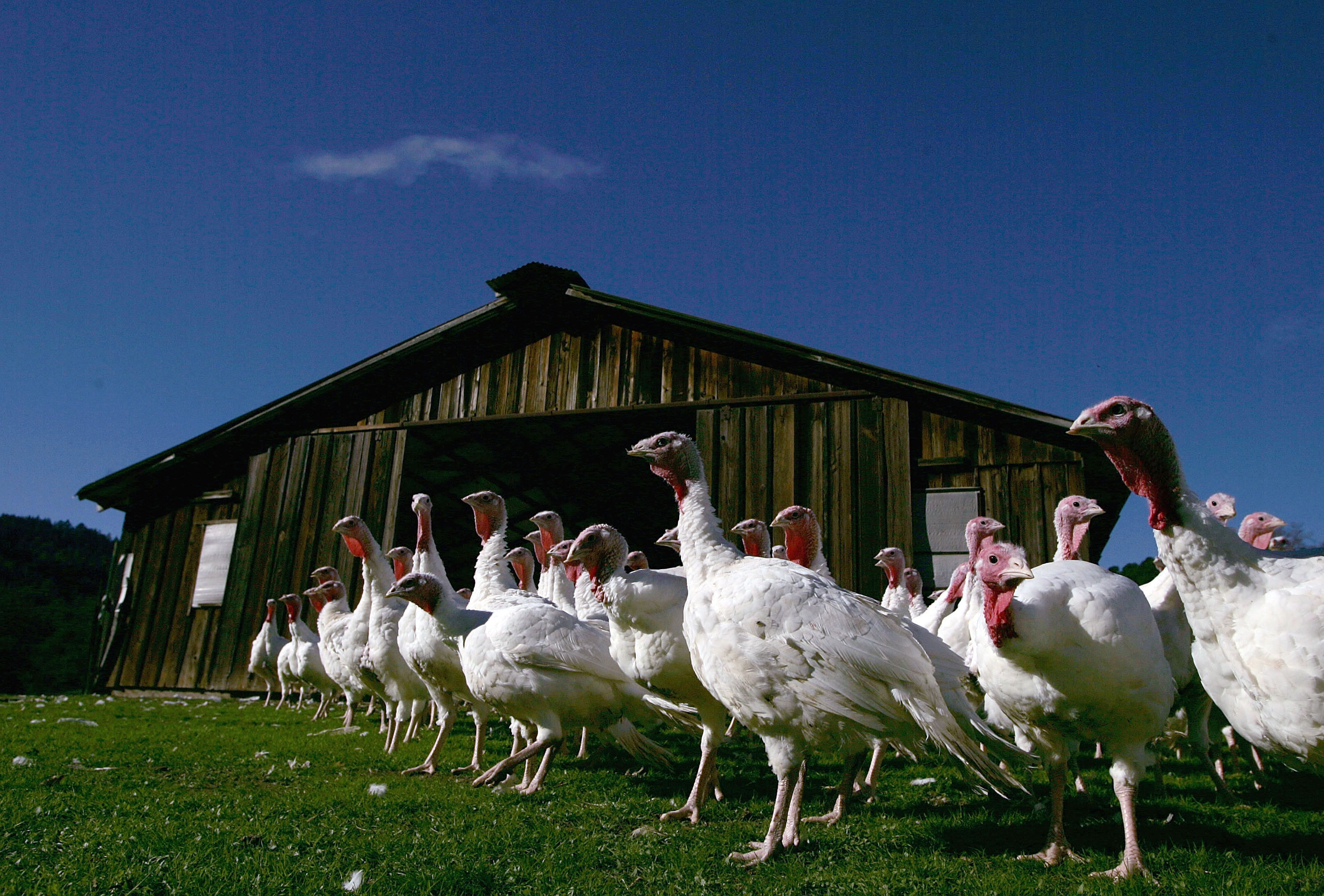 Turkeys on a farm in Sonoma, California on November 22, 2004 | Source: Getty Images