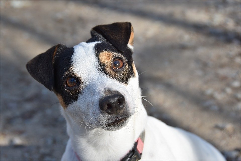 Perrito Jack Russel Terrier │Imagen tomada de: Pixabay Perrito Jack Russel Terrier │Imagen tomada de: Pixabay