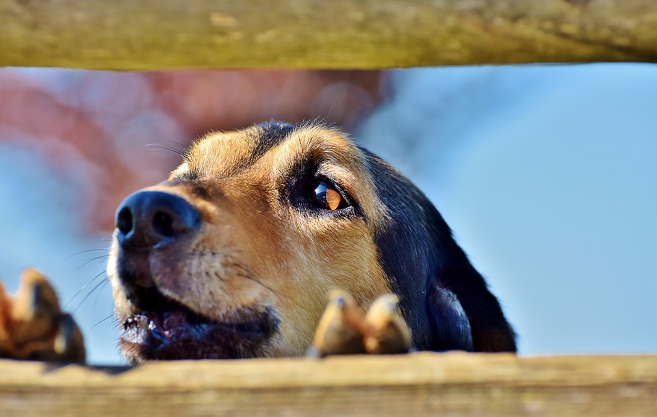 Perro olfateando el peligro / Imagen tomada de: Pixabay Perro olfateando el peligro / Imagen tomada de: Pixabay