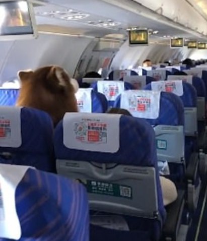 A large Alaskan Malamute dog sitting next to their owner for the duration of a China Southern Airlines flight. | Photo: YouTube/RT en Español