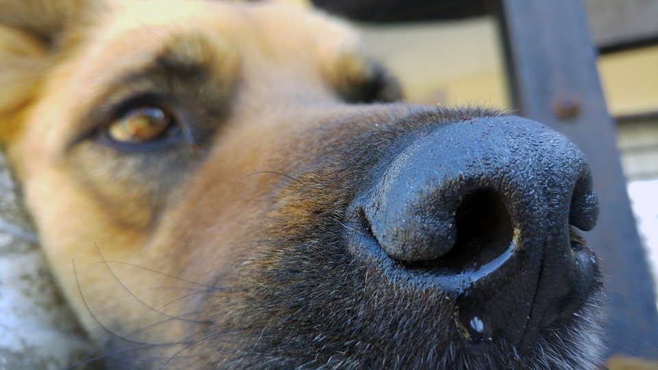 Los perritos por poco pierden la vida │Imagen tomada de: Pixabay Los perritos por poco pierden la vida │Imagen tomada de: Pixabay