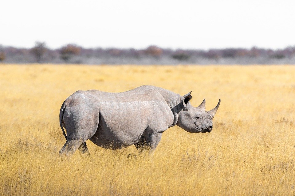 Rinoceronte / Imagen tomada de: Pixabay