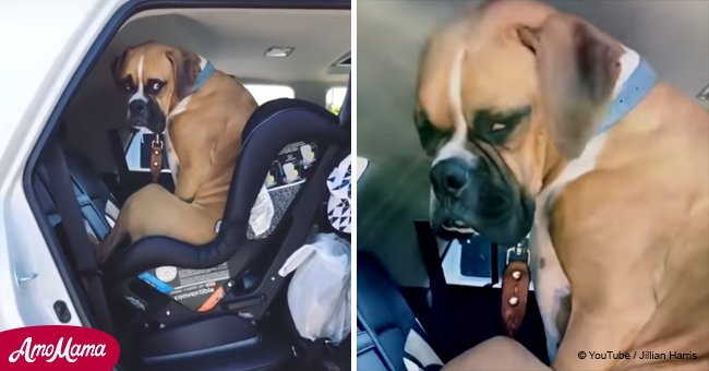 Woman tells dog to 'get out the car' but his hilarious reaction goes viral (video)