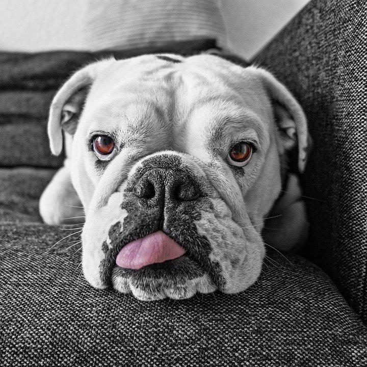 El cachorro estuvo en estado crítico por un momento│Imagen tomada de: Pixabay El cachorro estuvo en estado crítico por un momento│Imagen tomada de: Pixabay