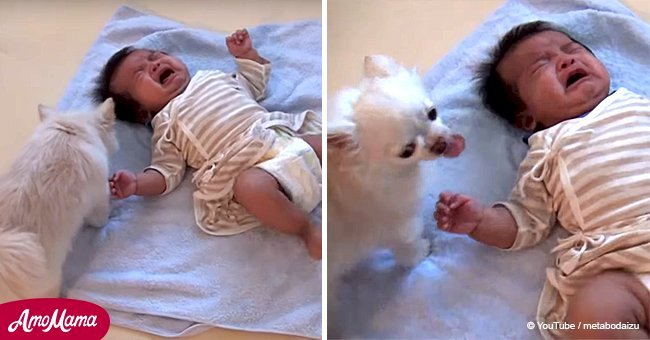 Sweet dog brings a cookie to calm a crying baby and the video goes viral with 17 million views