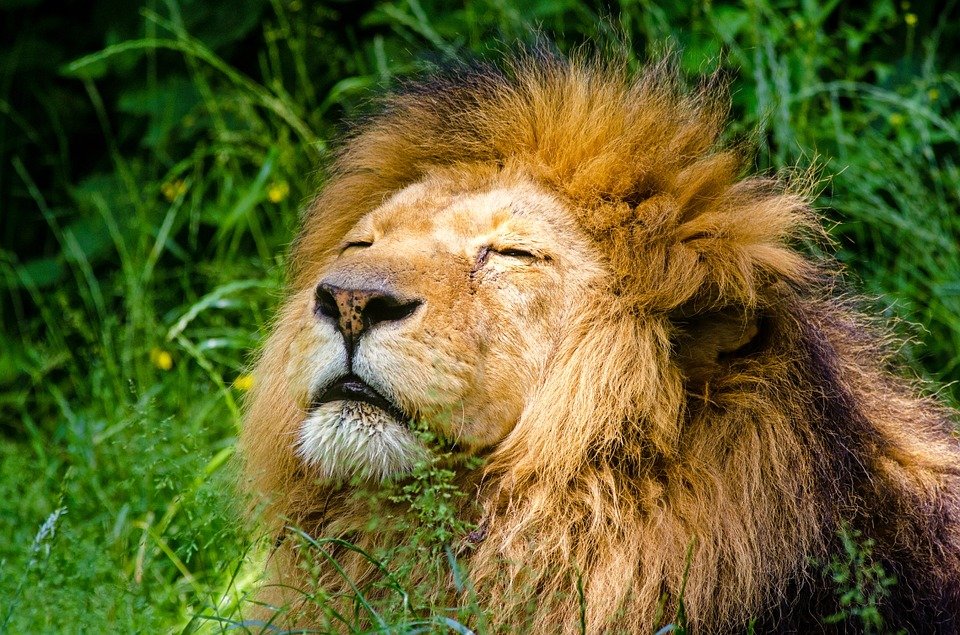 León reposando pacíficamente │Imagen tomada de: Pixabay